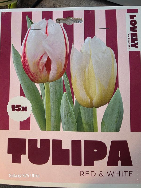 15  tulips 'Red &amp; White''