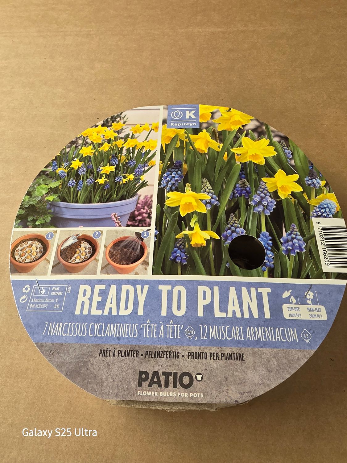 Ready to plant pot "Narcissus Tete A Tete &amp; Muscari"