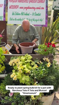 Ready to plant pot "Narcissus Tete A Tete &amp; Muscari"