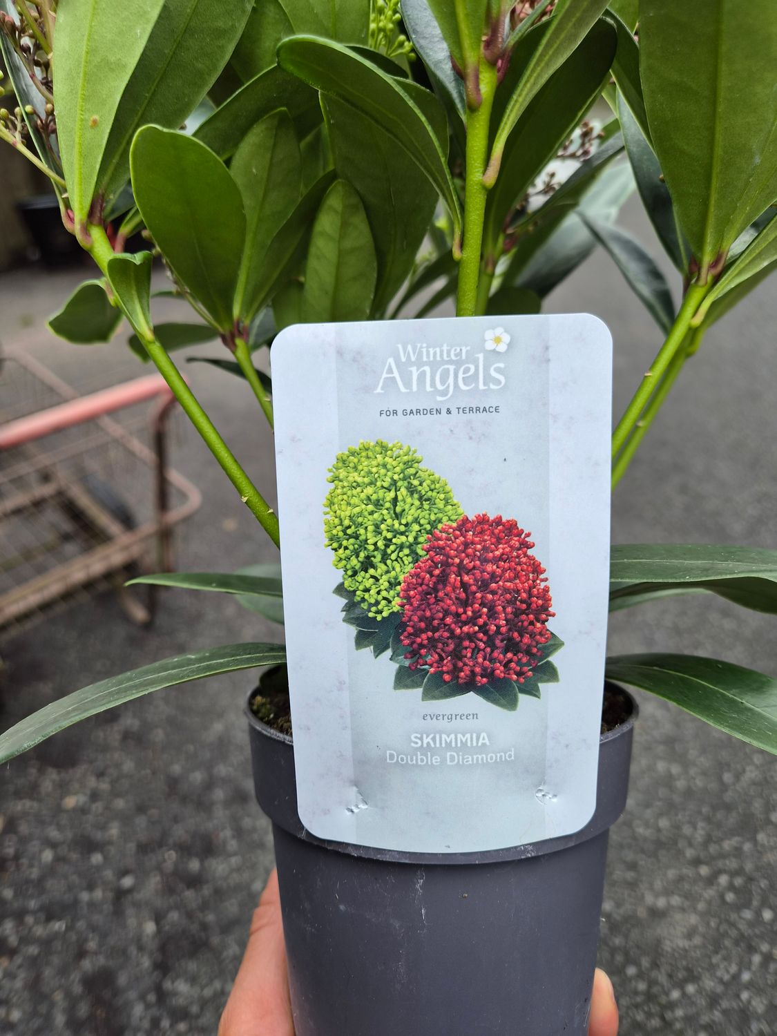 Skimmia Bicolor Double Diamond