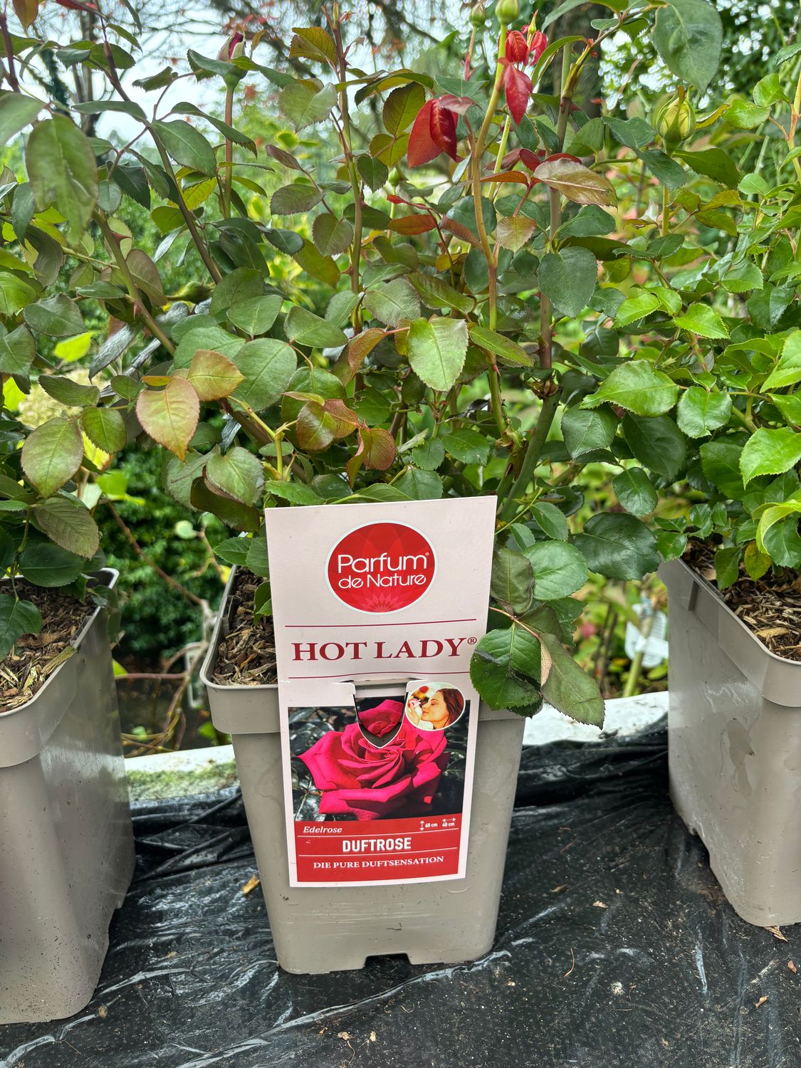 Fragrant Rose Hot Lady flowers non stop from June until end Of October . Flowers double Red . Good in pots or beds