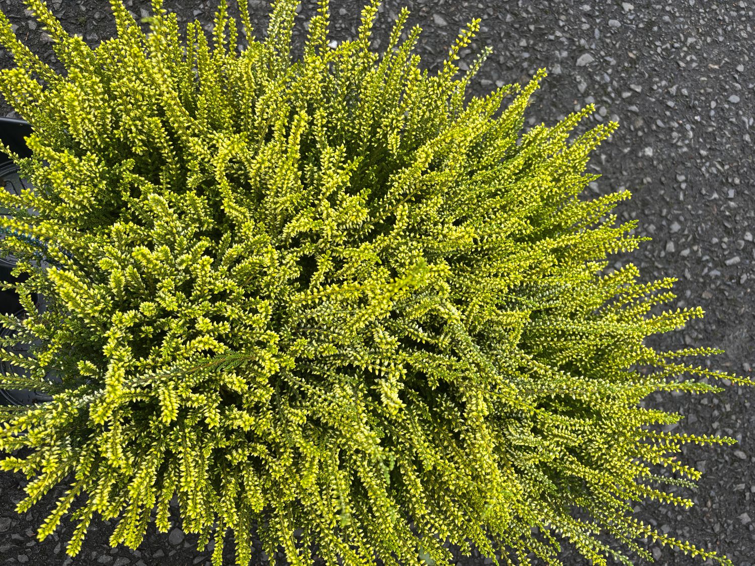 Calluna Painted Yellow Heather