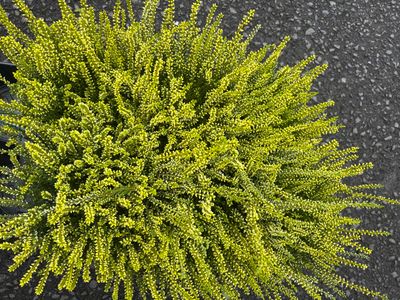 Calluna Painted Yellow Heather