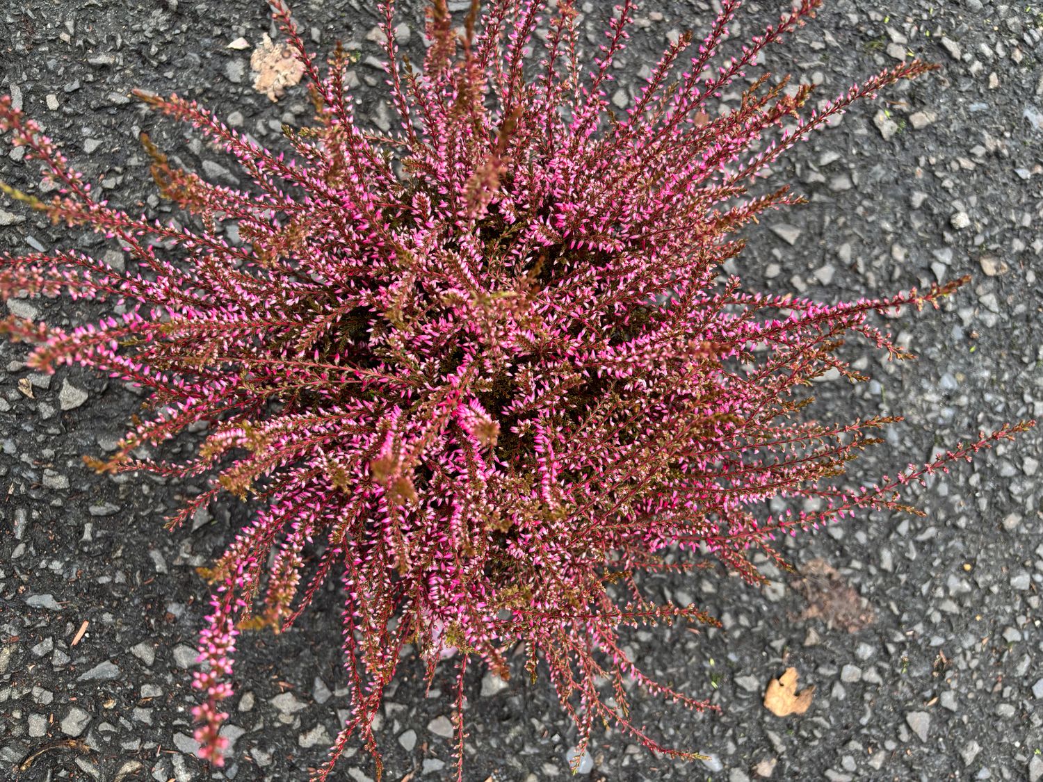 Calluna Painted Pink Heather