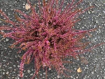 Calluna Painted Pink Heather