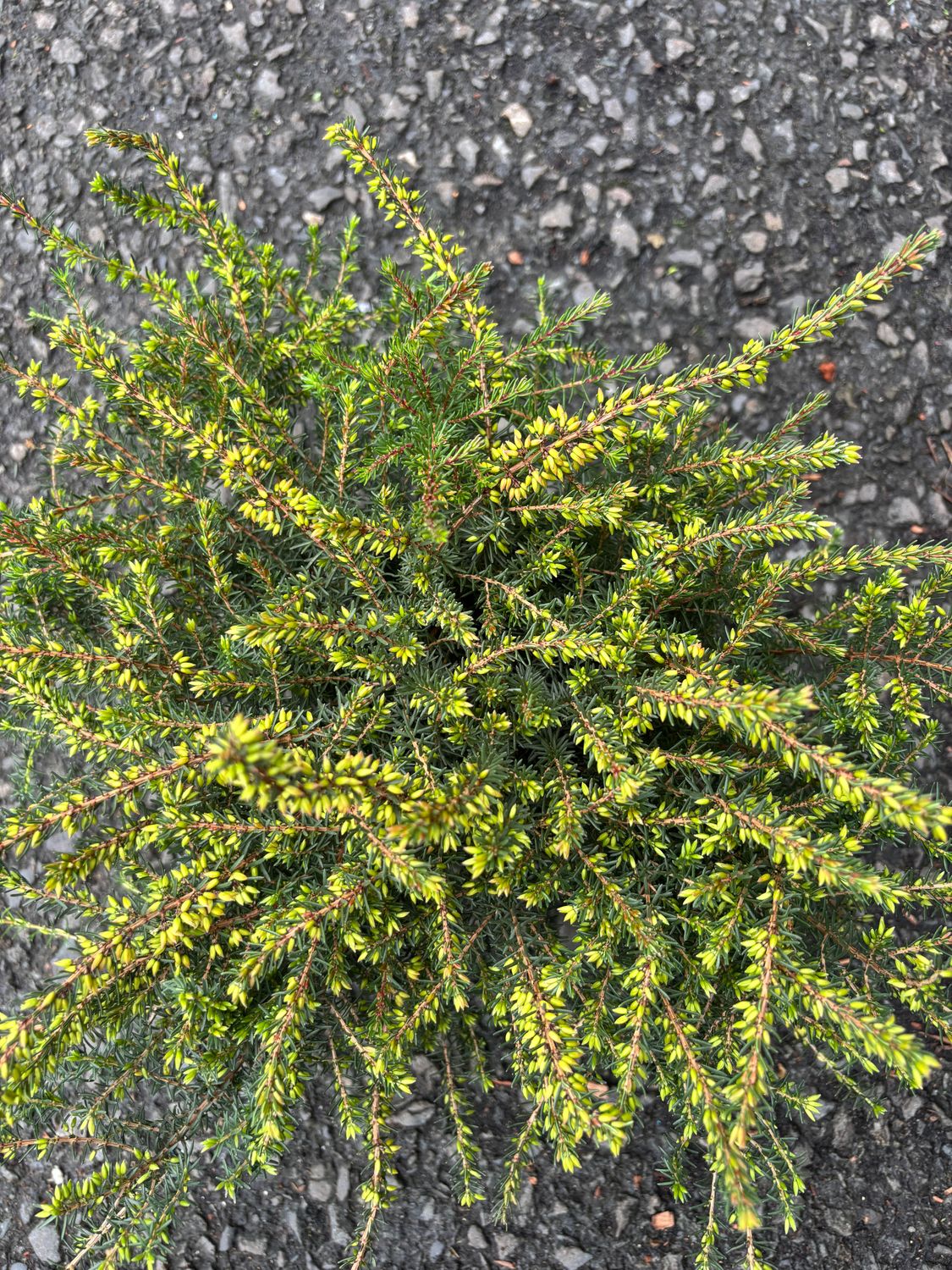 Erica Kramers Red Heather