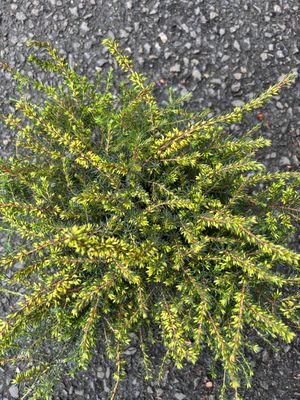 Erica ''Kramers Red'' Heather