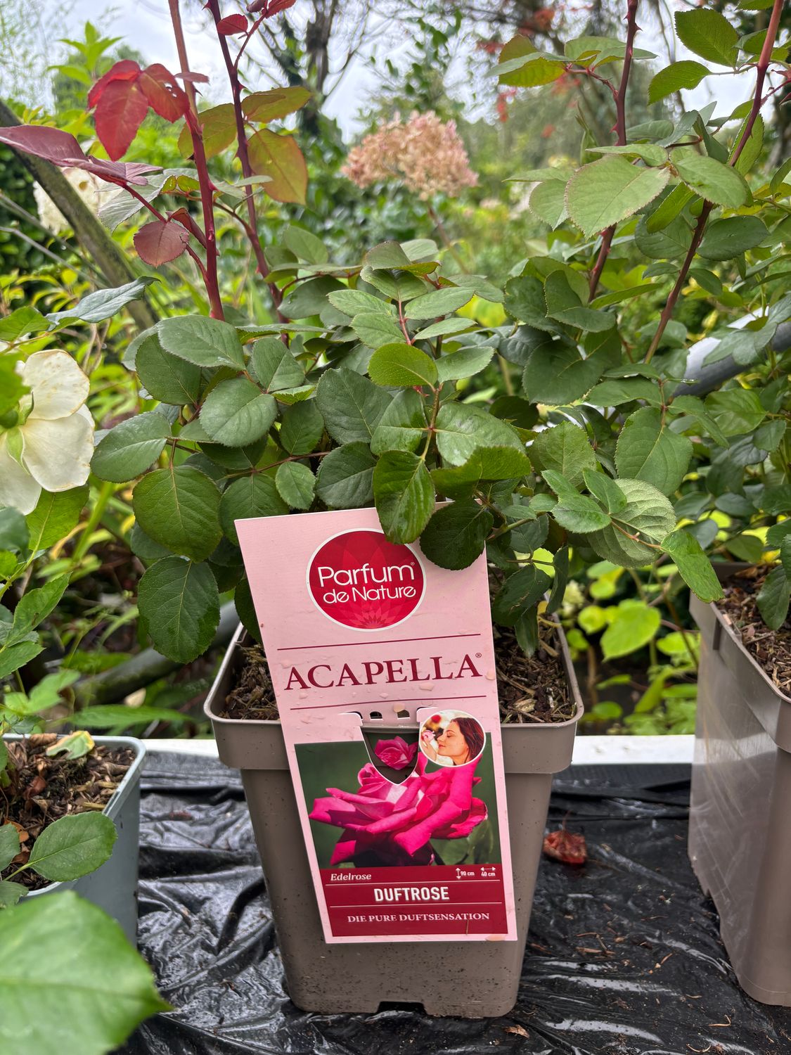 Fragrant Rose 'Acapella' flowers non stop from June until end Of October . Flowers a mix of Pink and silver . Good in pots or beds