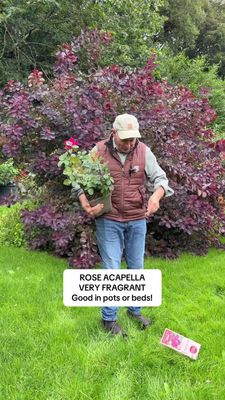 Fragrant Rose 'Acapella' flowers non stop from June until end Of October . Flowers a mix of Pink and silver . Good in pots or beds