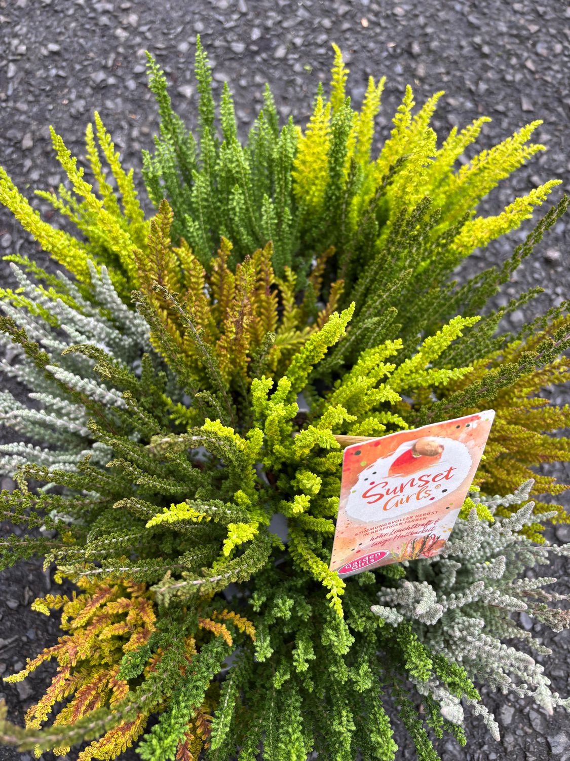 Calluna Sunset Girls Mixed