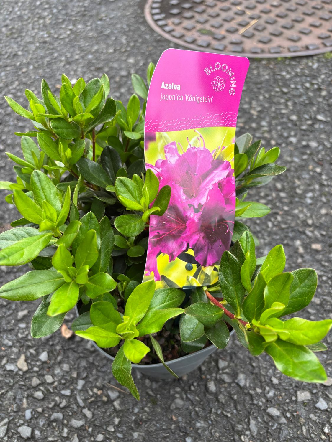 Azalea Konigsstein