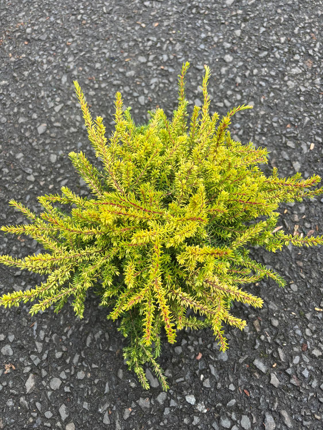 Erica Yellow Heather