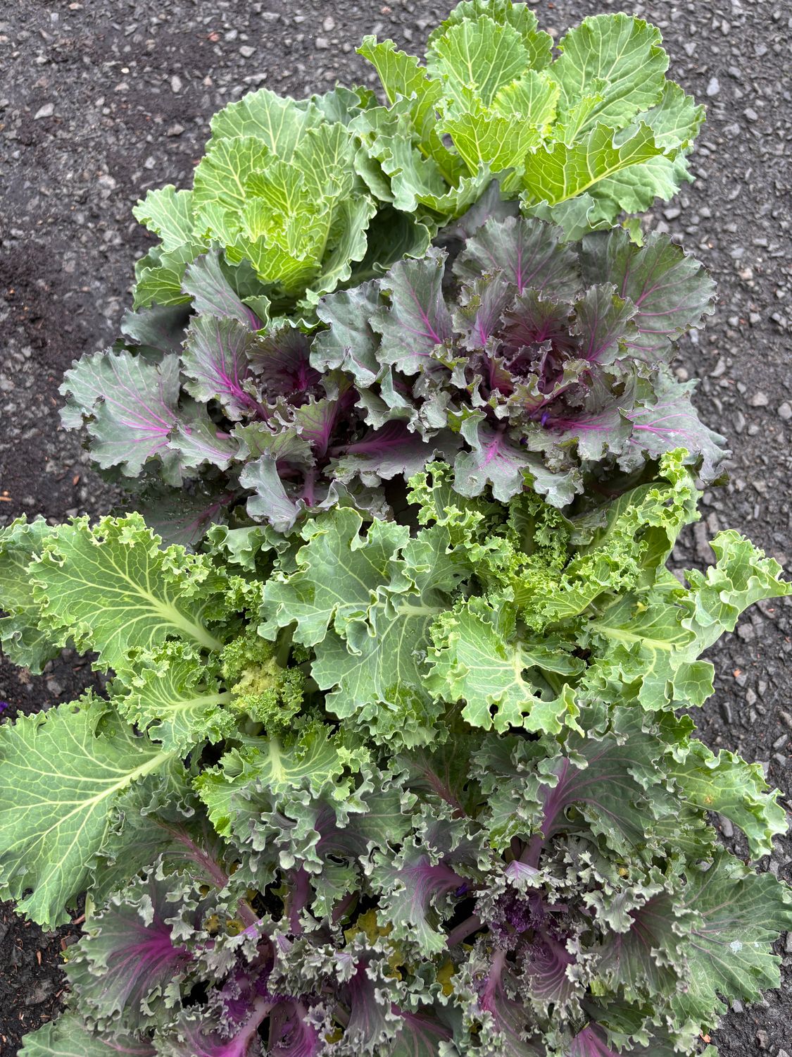 Ornamental Cabbage