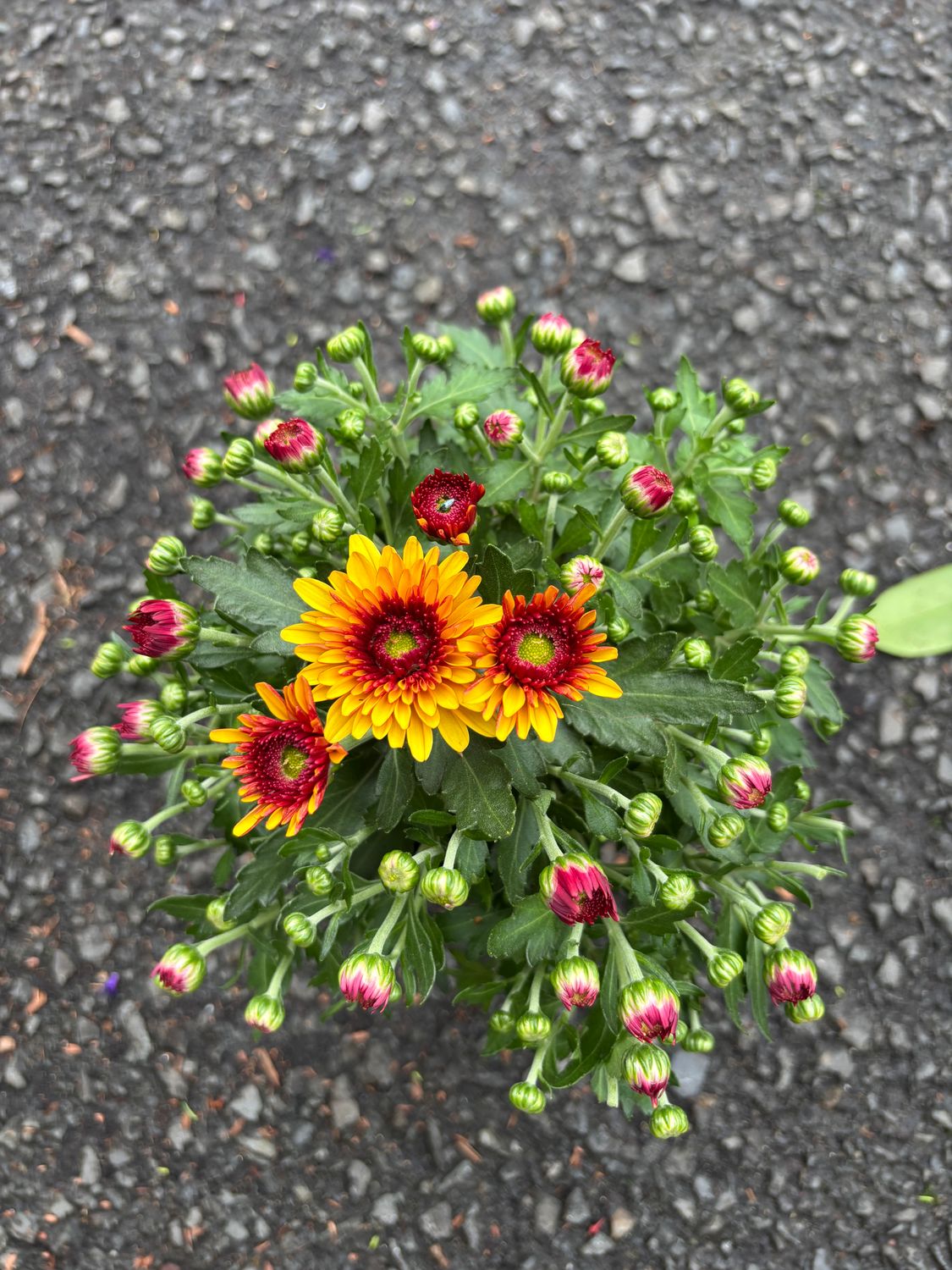 Chrysanthemum Yellow/ Red