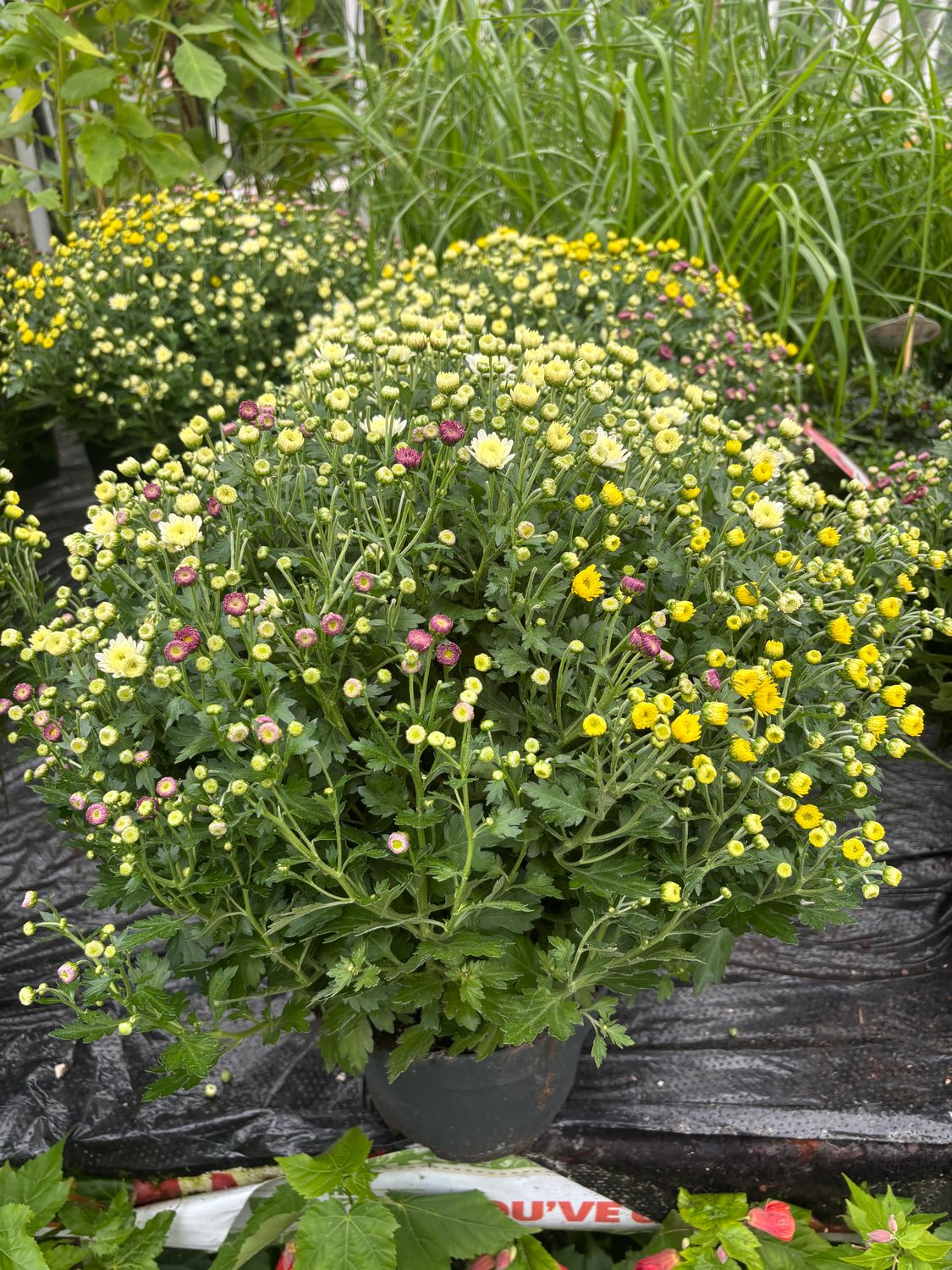 Chrysanthemum Carnival