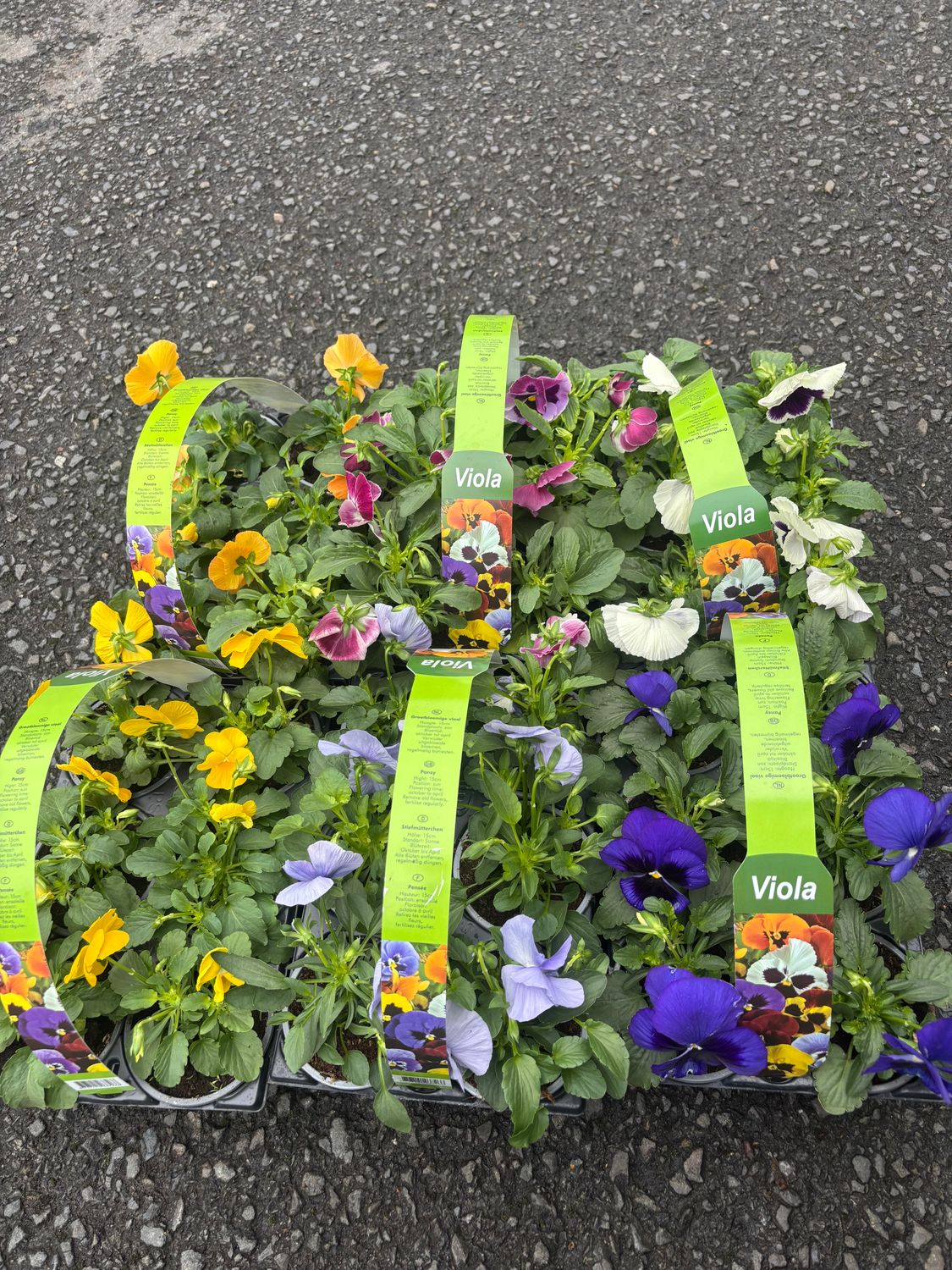 Mixed Viola 6 pack