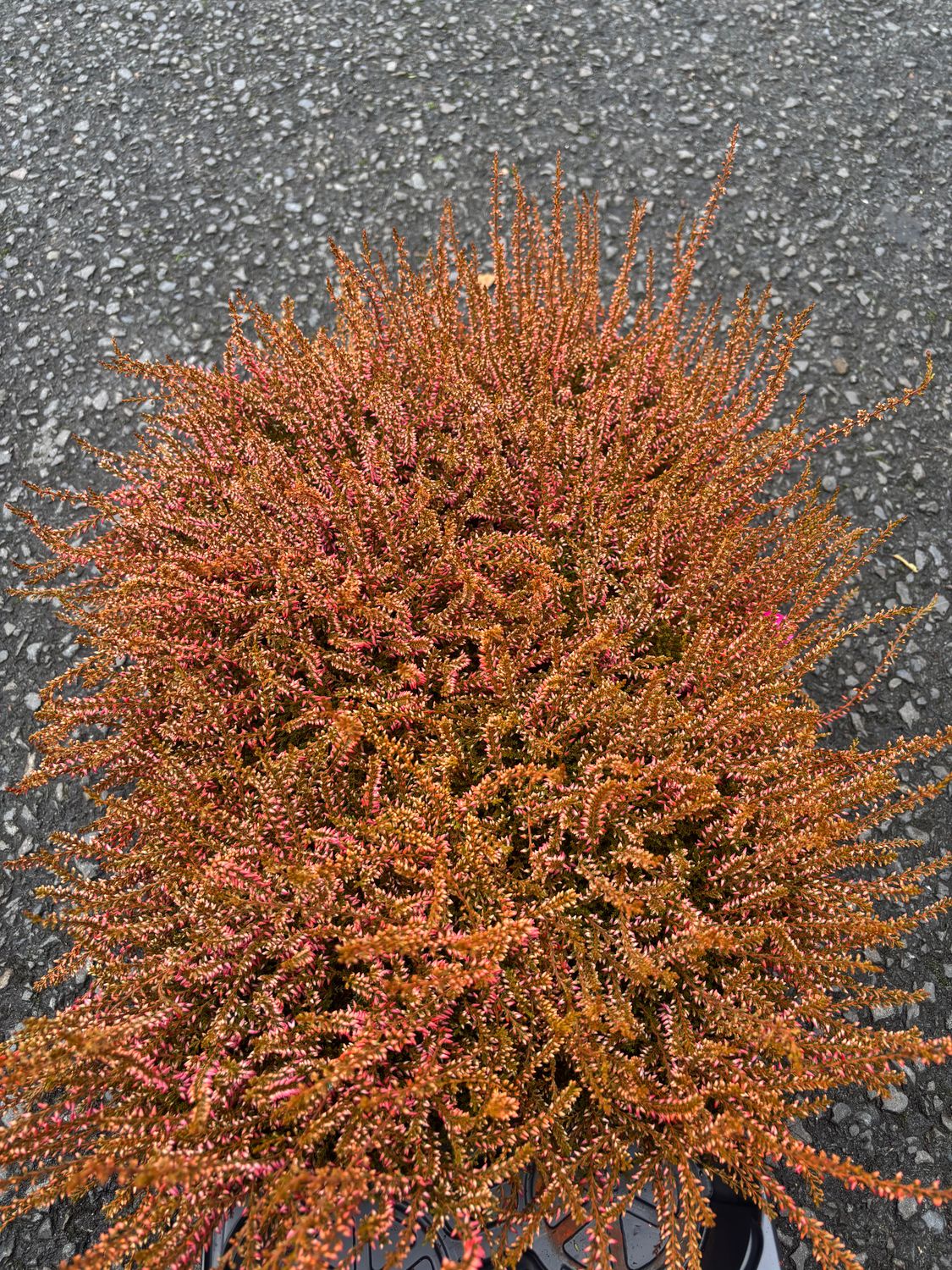 Calluna Painted Orange Heather
