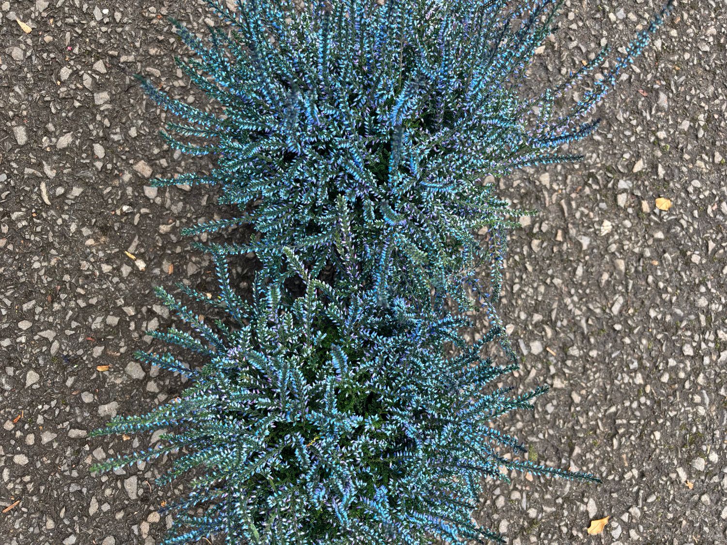 Calluna Painted Blue Heather