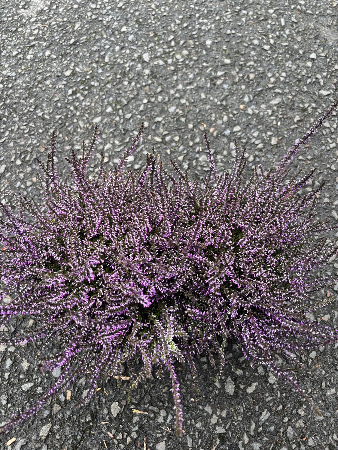 Calluna Painted Purple Heather