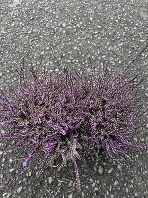 Calluna Painted Purple Heather