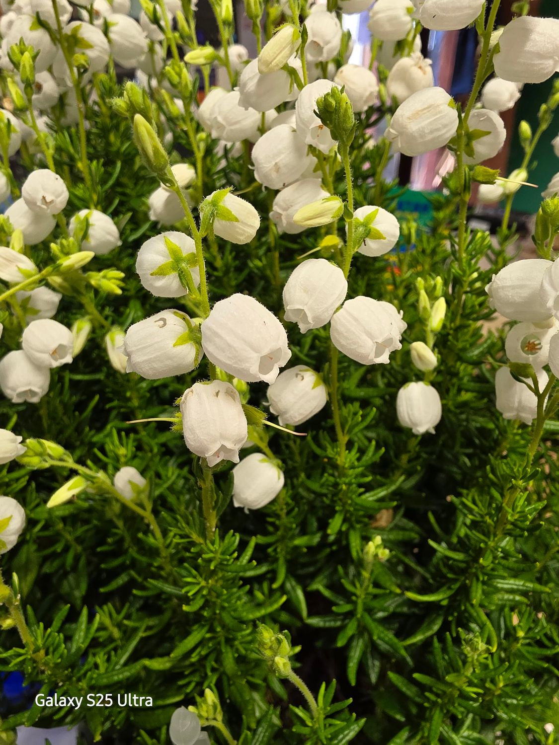 Daboecia Connemara White Bell Heathers.. flowers for months with deep pink bell like flowers in summer . Loved by bees and pollinators EXTRA STRONG AND BUSHY