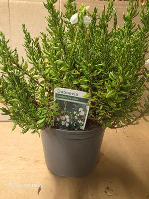 Daboecia Connemara White Bell Heathers.. flowers for months with deep pink bell like flowers in summer . Loved by bees and pollinators EXTRA STRONG AND BUSHY