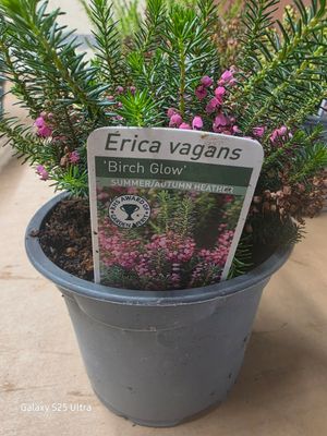 Erica vagans ''Birch Glow'' summer/autumn flowering