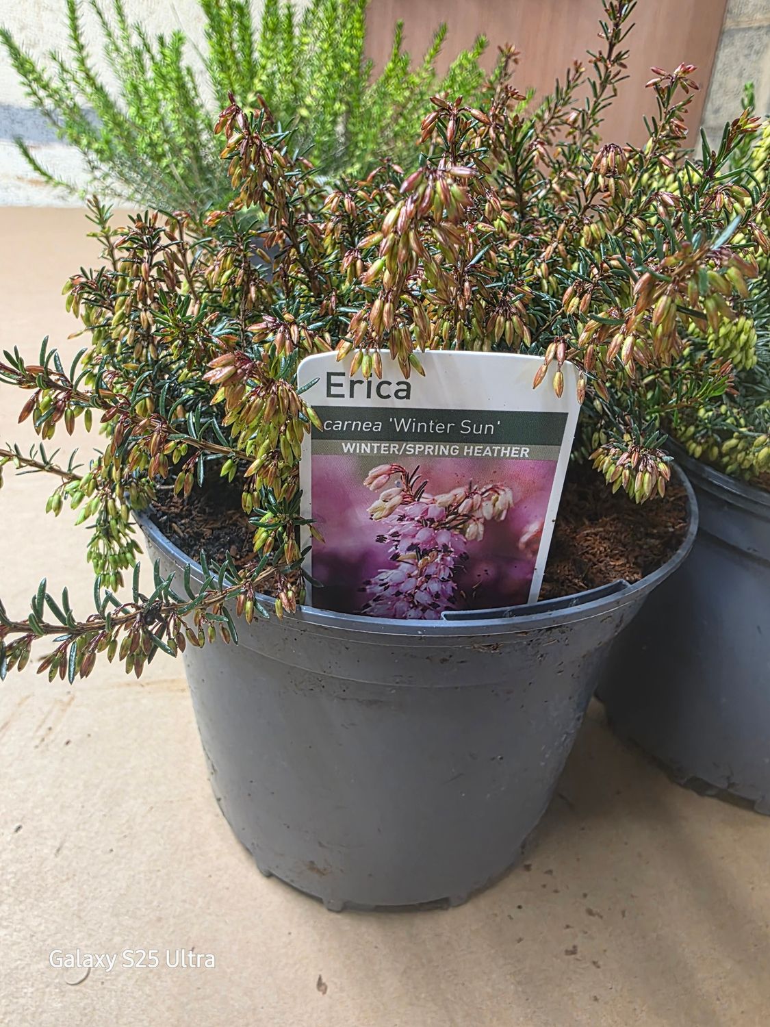 Erica carnea ''Winter Sun'' winter/spring flowering
