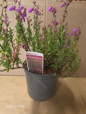 Connemara Bell Heather ''Purpurea''   flowers for months with deep purple  bell like flowers in summer . Loved by bees and pollinators