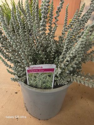 Calluna vulgaris ''ZILLY''