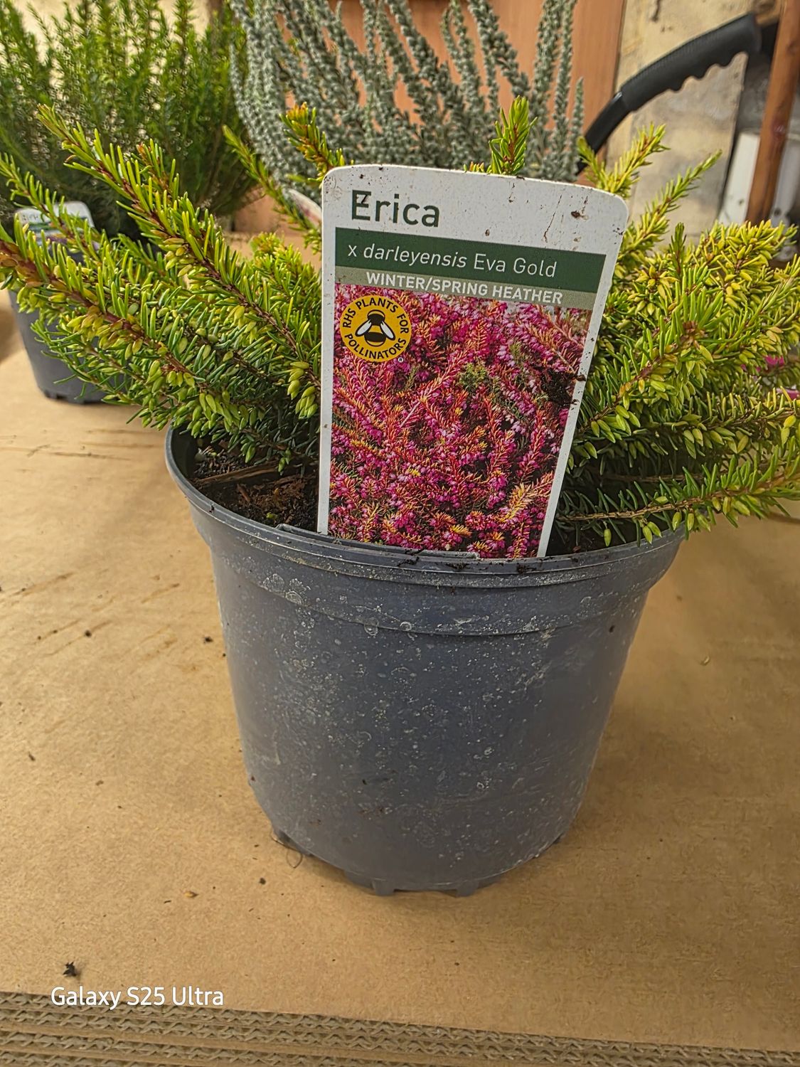 Erica darleyensis ''Eva Gold''  winter/spring flowering