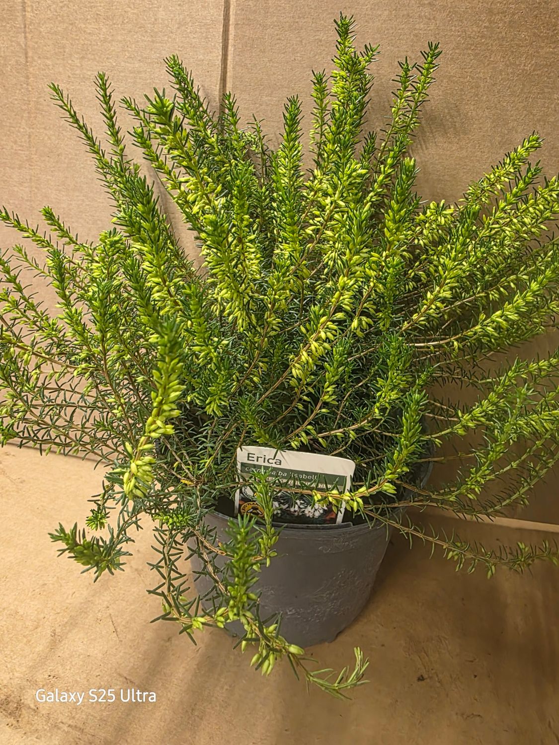 Erica carnea alba ''Isabell''  winter/spring flowering