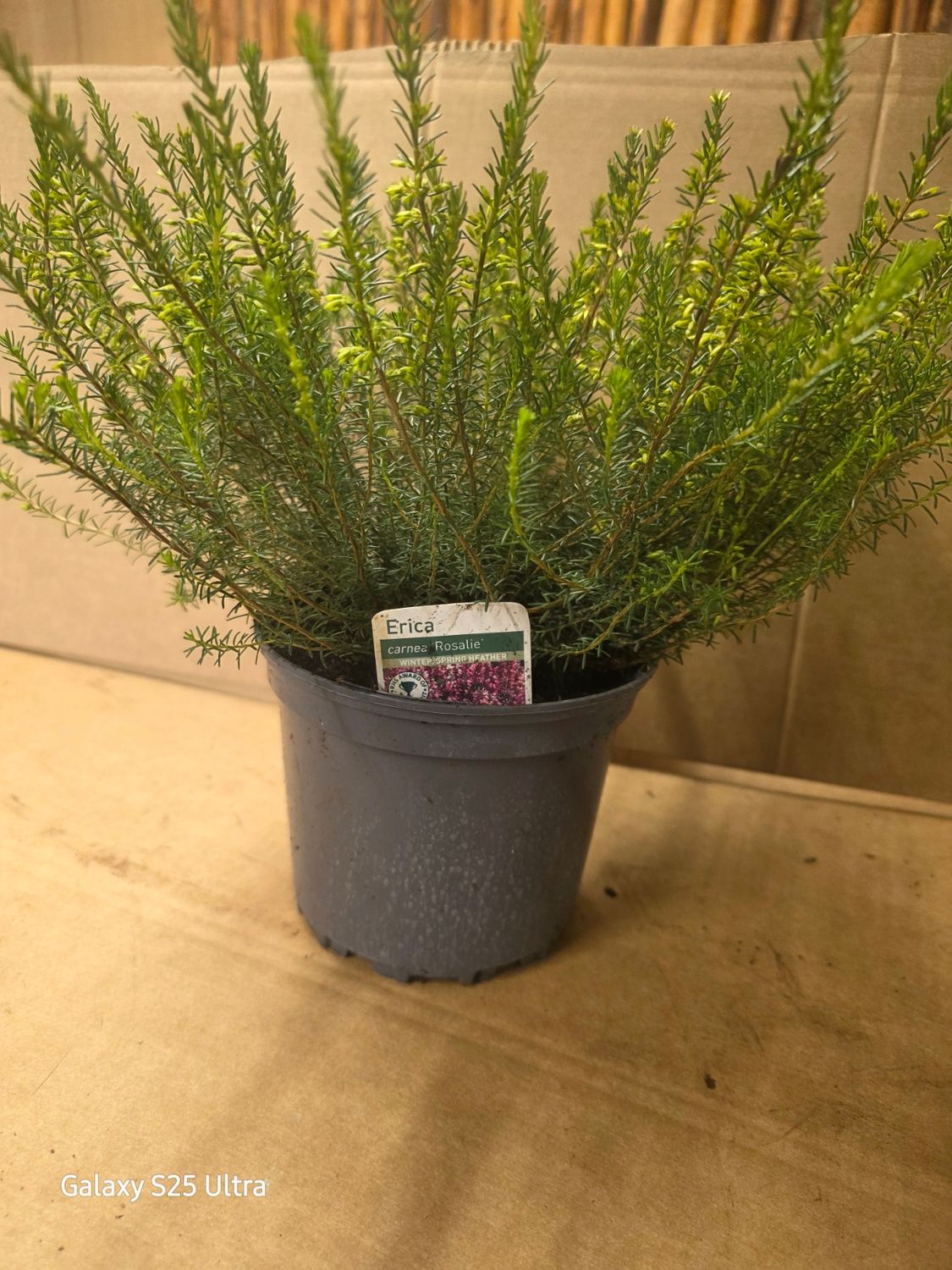 Erica carnea ''Rosalie''