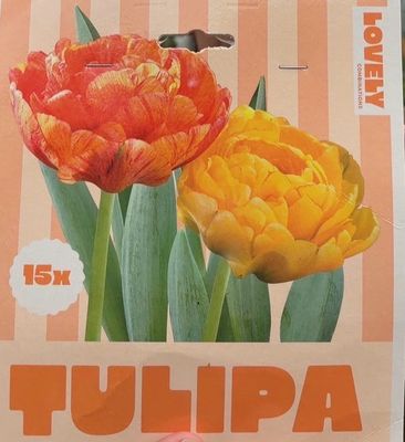 15 Double Late Flowering Tulips ,Yellow Orange