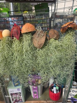 1 Airplant on hanging pot