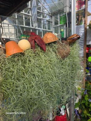 1 Airplant on hanging pot
