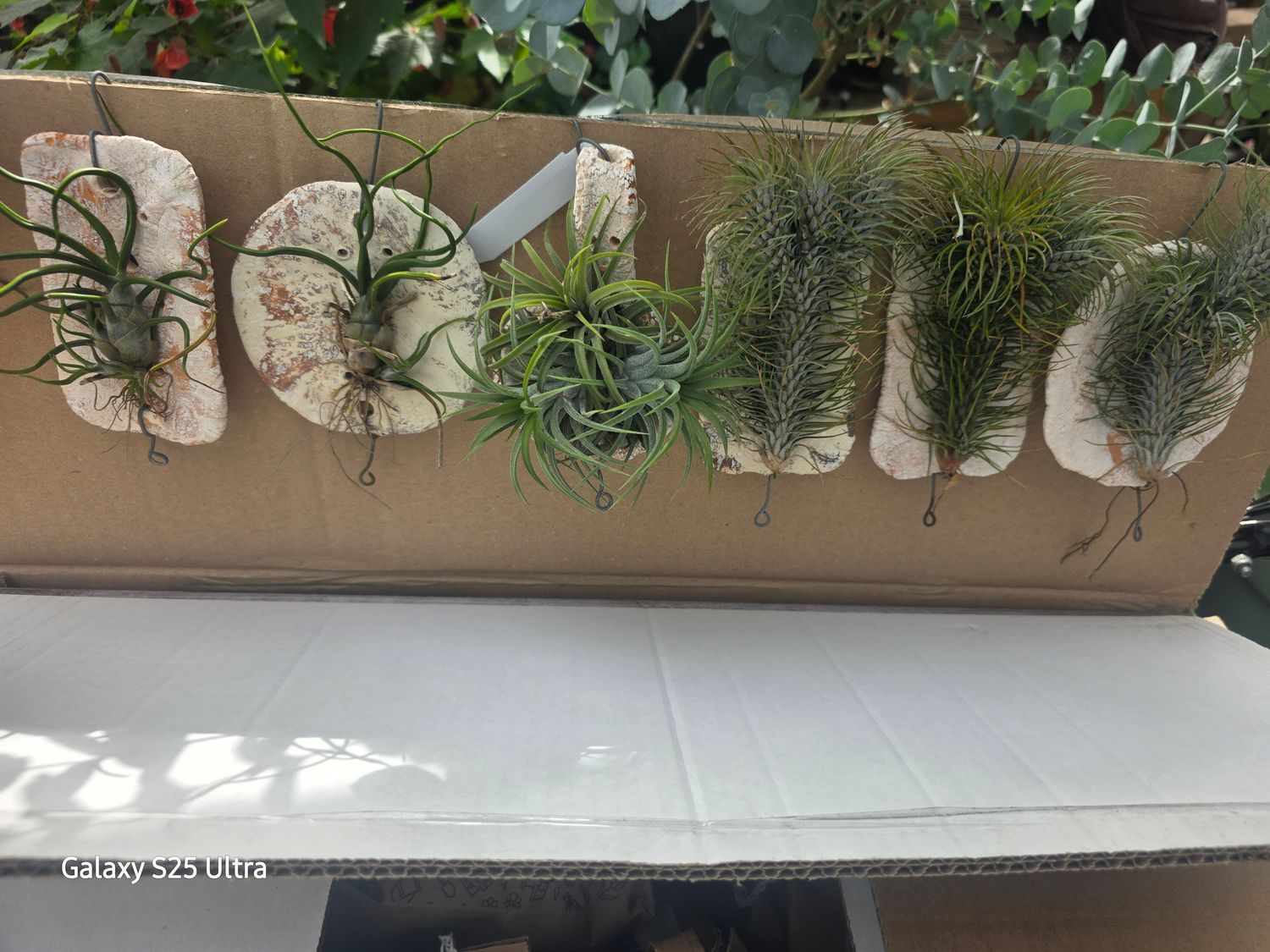 Airplant Air Plant ..on clay tile ..mist With AIRPLANT Spray every week to keep your AIRPLANT In good condition. Position in light but not full sun .
