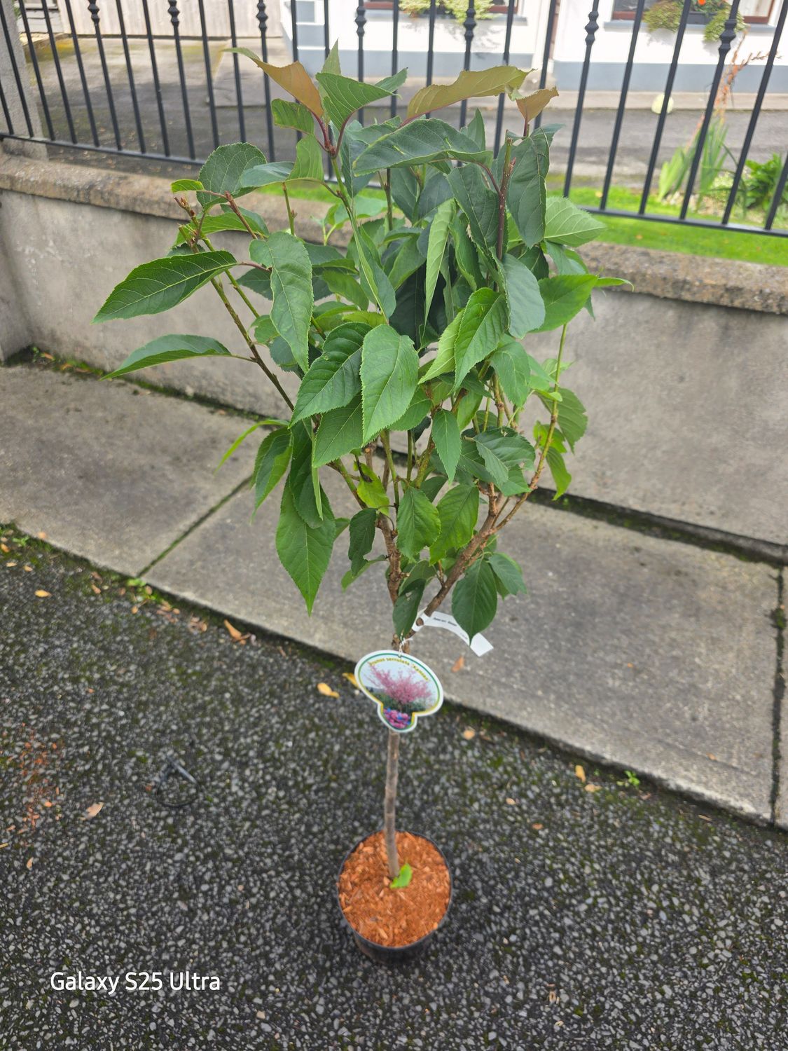 Prunus" Kanzan"