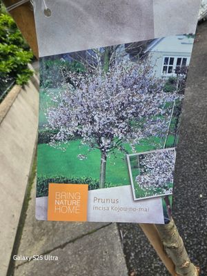 Fuji Cherry..Prunus "Kojou-no-mai" XL size Small garden Tree Ornamental Cherry bronze leaves in spring. . Flowers open from red buds in spring soft shell pink developing a deep pink eye as they age