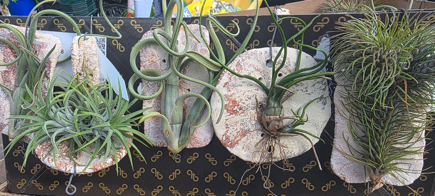 Airplant on Clay tile