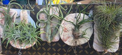 Airplant on Clay tile