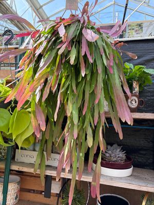 Pseudorhipsalis Red Coral ..easy Care Indoor Succulent with stunning coral red foliage and pink flowers on its leaf edge .