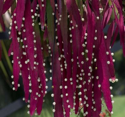 Pseudorhipsalis Red Coral ..easy Care Indoor Succulent with stunning coral red foliage and pink flowers on its leaf edge .