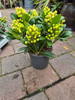 Skimmia Olimpic Flame EXTRA LARGE ..lots berries In trusses HARDY Evergreen Shrub with red berries from September until end of May . Fragrant white flowers in spring. Good in pots or beds in sun or ha Skimmia Olimpic Flame EXTRA LARGE ..lots berries In trusses HARDY Evergreen Shrub with red berries from September until end of May . Fragrant white flowers in spring. Good in pots or beds in sun or ha