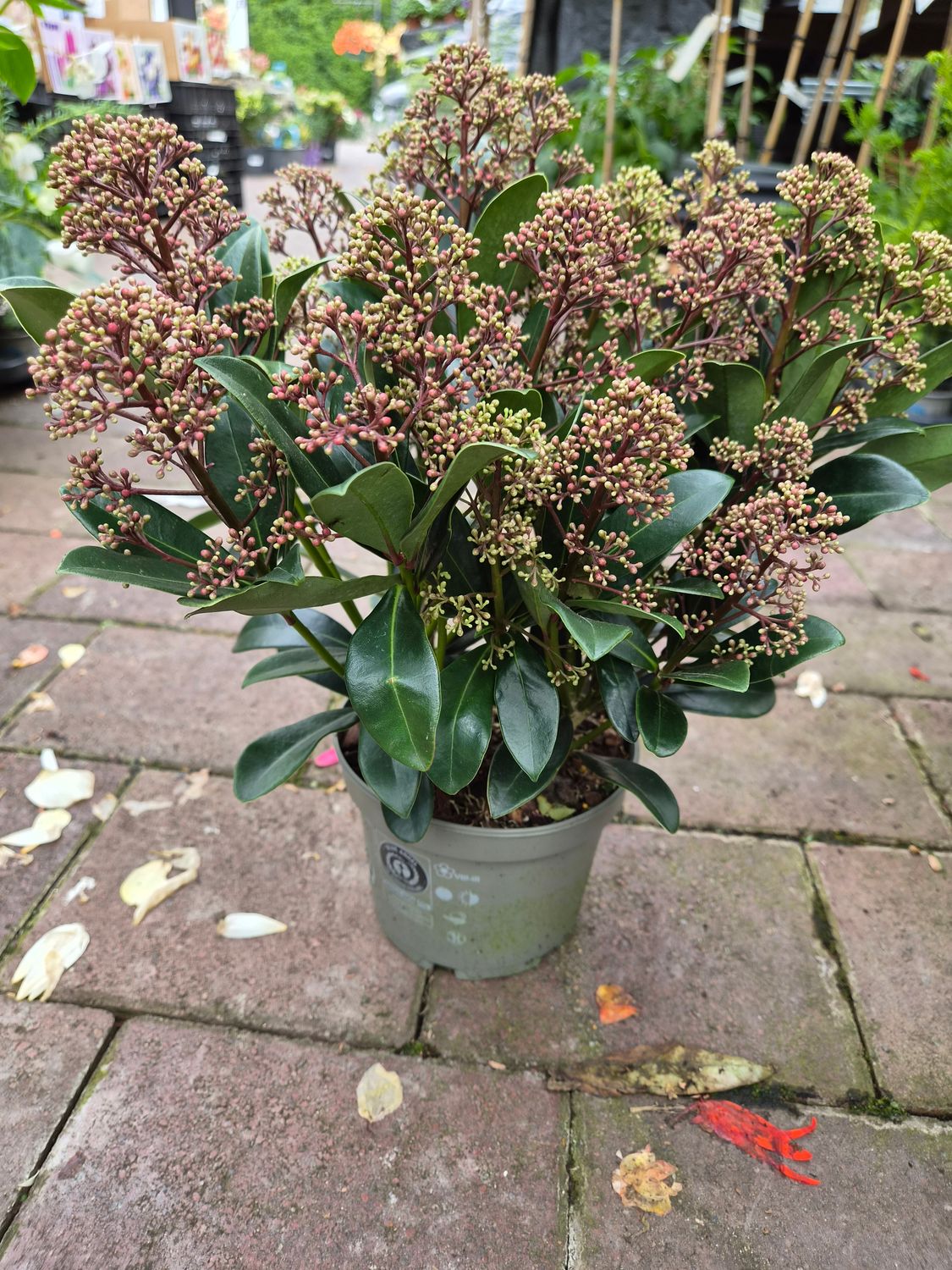 Skimmia Rubella