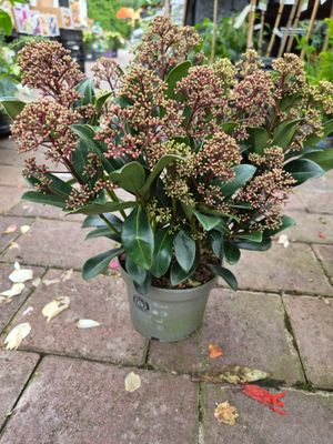Skimmia Rubella