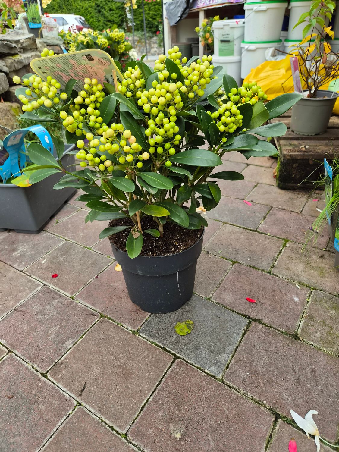 Skimmia Olimpic Flame HARDY Evergreen Shrub with red berries from September until end of May . Fragrant white flowers in spring. Good in pots or beds in sun or half shade