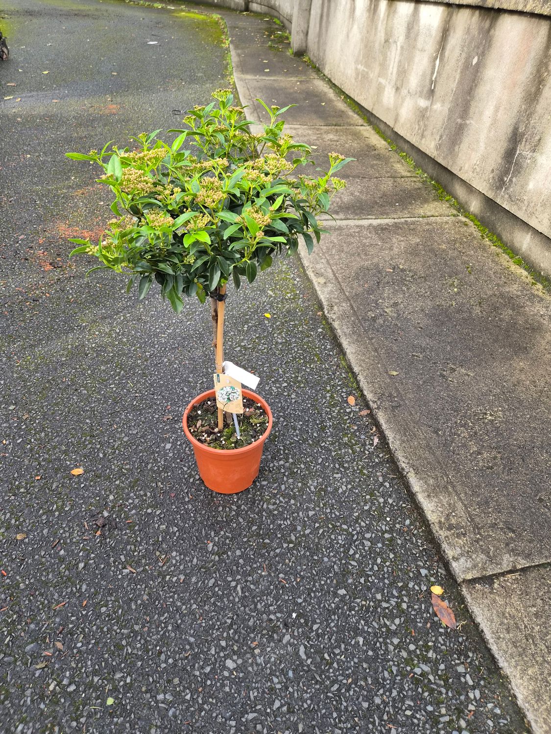 Virburnun Tinus Trunk