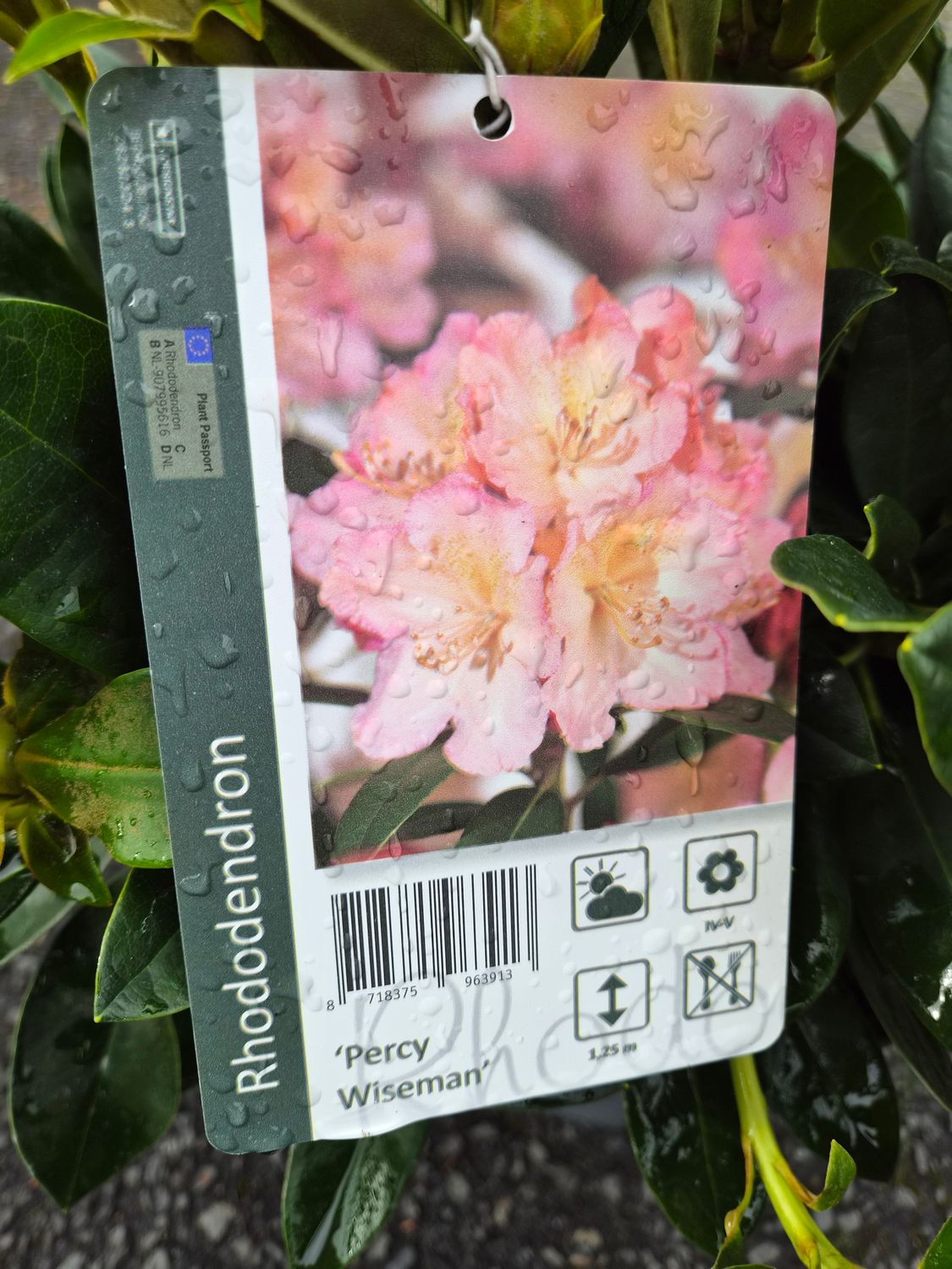 Rhododendron  'Percy Wiseman'