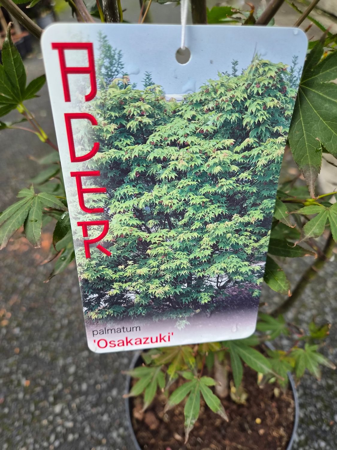 Acer Palmatum Osakakuki